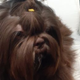Spotnik - Shih Tzu