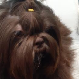 Spotnik - Shih Tzu