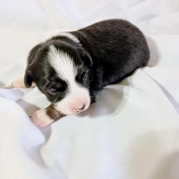 Mary - Black tri female Toy Australian Shepherd puppy in Fort White, Florida from Triple-s-kennel