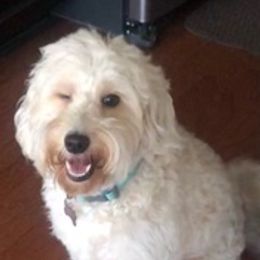 Bernedoodles and Goldendoodles from Heather Mccluney