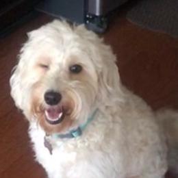 Bernedoodles and Goldendoodles from Heather Mccluney