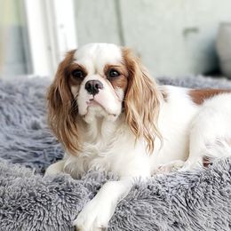 Duch - Cavalier King Charles Spaniel