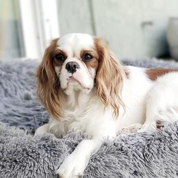 Duch - Cavalier King Charles Spaniel