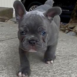 Blu - Blue male French Bulldog puppy in Pine Township, Pennsylvania from BlueCairo Frenchies