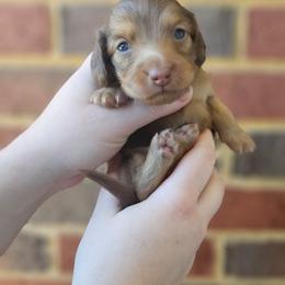 Grover - Chocolate and tan male Dachshund puppy in Loganville, Georgia from Royal Dackel Haus