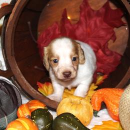 Myers - Piebald male Dachshund puppy in Corbin, Kentucky from White River Valley Kennel