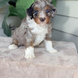 Dark Blue - Blue merle male Bernedoodle puppy in Charleston, South Carolina from Palm Belle Doodles