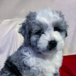 Aussiedoodle All Grown Up from Mini AussieDoodles on Meadow Lane