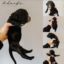 Phoebe - Black and white female Sheepadoodle puppy in Republic, Missouri from DOOD & Co