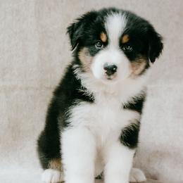 Liberty - Black tri-color female Australian Shepherd puppy in Aberdeen, North Carolina from Huckleberry Hill Aussies LLC.