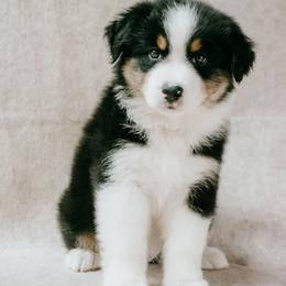 Liberty - Black tri-color female Australian Shepherd puppy in Aberdeen, North Carolina from Huckleberry Hill Aussies LLC.