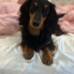 Beanie - Dachshund