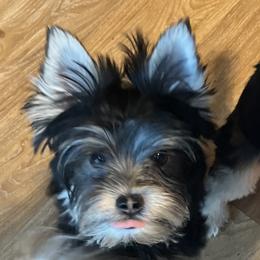 Vi - Yorkshire Terrier