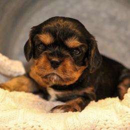 Anna - Black and tan female Cavalier King Charles Spaniel puppy in Granite Falls, North Carolina from Country Life Cavaliers
