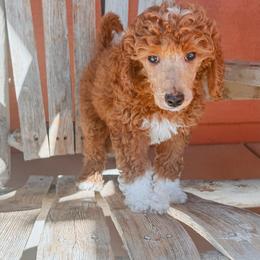 Zorua - Red  female Poodle puppy in Phoenix, Arizona from Moonshine Kennels AZ