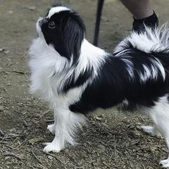 Petunia - Japanese Chin