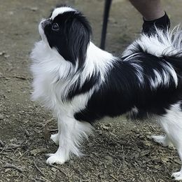 Petunia - Japanese Chin