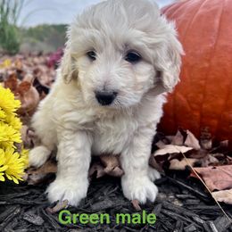 Aussiedoodle Puppies from Crabtree Farm Doodles