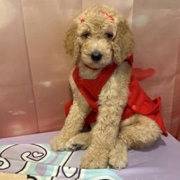 Honey BONNY - Apricot female Poodle puppy in Mobile, Alabama from Semmy’s Standard Poodle LLC