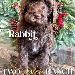 Rabbit - male Newfypoo puppy in Jackson, Missouri from Two Sisters Ranch, LLC