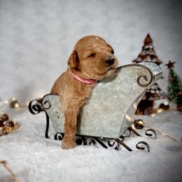 Goldendoodle Puppies from Jeremy Dafoe