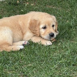 Golden Retriever Puppies from K5 Dog Services