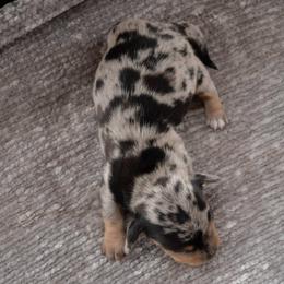 Girl 2 - Dapple female Dachshund puppy in Stilwell, Oklahoma from Ross's Desert Doxies