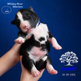 Tiberius (Oakley) - Black and white male Siberian Husky puppy in Sherwood, Oregon from Whiskey River Siberians