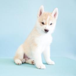 Lee - Red and white male Siberian Husky puppy in Meadow Vista, California from Thistle Hill Siberians