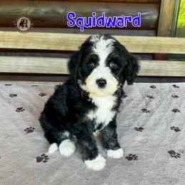 Squidward - Black and white male Bernedoodle puppy in Banner Elk, North Carolina from Walnut Tree Bernedoodles