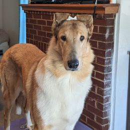 Cassie - Collie