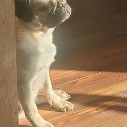Pumpkin - Pug