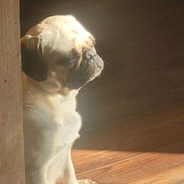 Pumpkin - Pug
