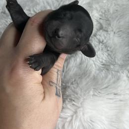 Girl one - Black female Dachshund puppy in Payette, Idaho from NT Mini Doxies