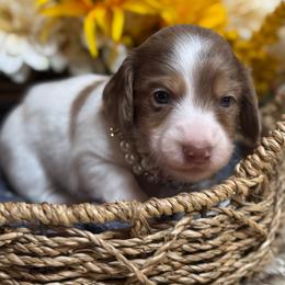 Barbie - Dapple female Dachshund puppy in Fayetteville, West Virginia from Loop Creek Dachshunds