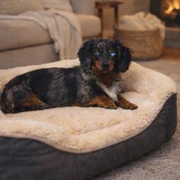 Copper - Dachshund