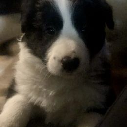 Border Collie Puppies from Cahill’s Canines