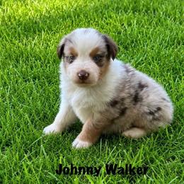 Johnny Walker - Red merle male Australian Shepherd puppy in Howardsville, Virginia from Spectacular Aussies and Cavaliers