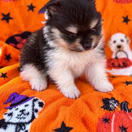 Sunny - Tri-colored male Pomeranian puppy in Harrah, Oklahoma from Sunshines Pomeranians & Cavapoos