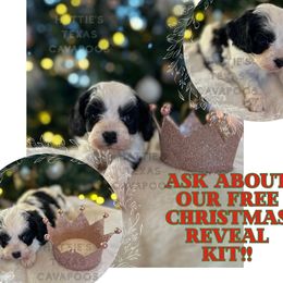 Audrey - Black and white female Cavapoo puppy in Thorndale, Texas from Hattie’s Texas Cavapoos