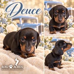 Deuce - Black Collar - Black and tan male Dachshund puppy in Kemp, Texas from Koli Acres