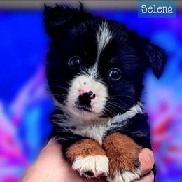 Selena - Black tri female Miniature Australian Shepherd puppy in Punta Gorda, Florida from Christie's Creekside Aussies