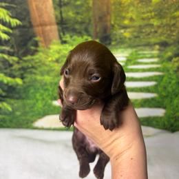 Missy - Chocolate female Dachshund puppy in Huffman, Texas from Alex's Dachshunds