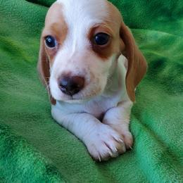 Finn - Piebald male Dachshund puppy in New Brighton, Minnesota from Doxie Lakes