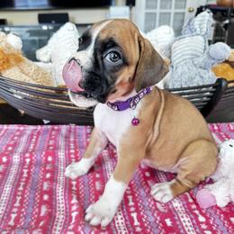 Boxer and French Bulldog Puppies from Doggoland