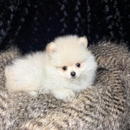 Hanley - Cream male Pomeranian puppy in Greenville, Georgia from Breezy Hill Poms