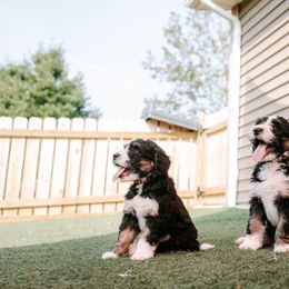 Bernedoodle and Bernese Mountain Dog Puppies from Berns & Doodles