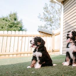 Bernedoodle and Bernese Mountain Dog Puppies from Berns & Doodles