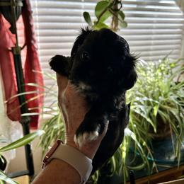 Prince - Brindle and white male Shih Tzu puppy in Victorville, California from RUMBLE n TUMBLE