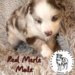 Tatum - Red merle male Toy Australian Shepherd puppy in Jaroso, Colorado from Heaven Sent Aussies